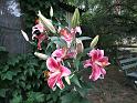 Lilium pinkcluster 